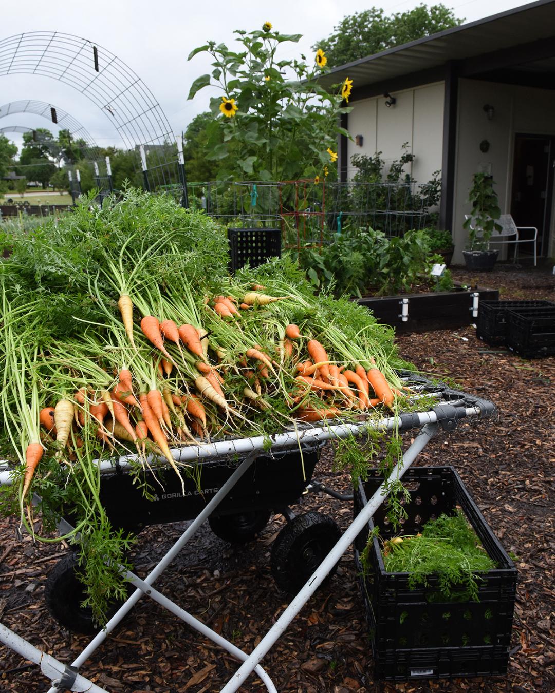 Seasonal Rotation: Keeping the Jill Stone Garden Productive Year-Round