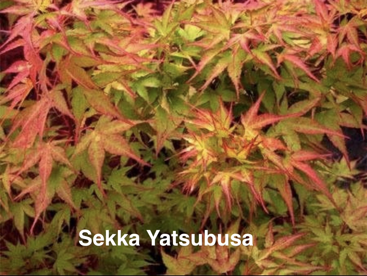 The 2026 Japanese Maple Sale Or, What Survives North Texas Heat