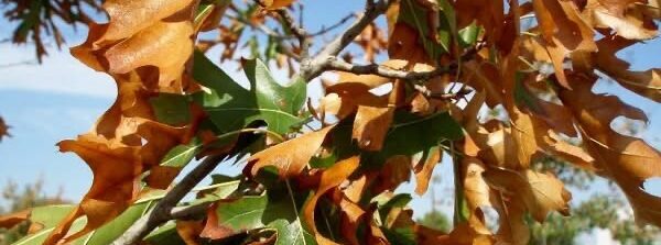 Texas Trees and Hot Summers