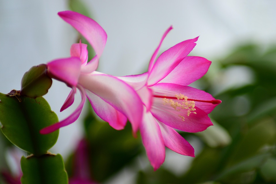 Start Now for Christmas Cactus Blooms This Winter