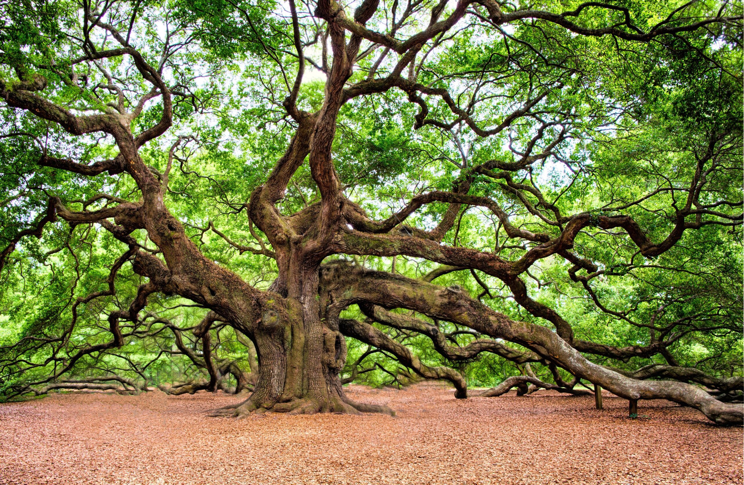 Best Trees for Heat and Drought